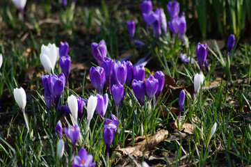 Weisse und lila Krokusse