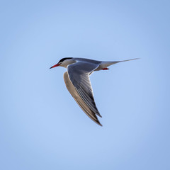 arctic tern with clear skies.arctic tern in flight in summer