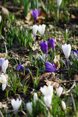 Weisse und lila Krokusse