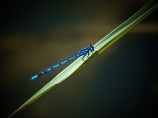 dragonfly