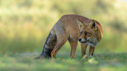 Fuchs