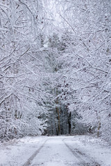  Winter. Snowy forest. Trees in the snow form an arch over a snowy road. Gates of tree branches