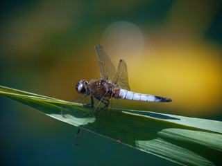 dragonfly