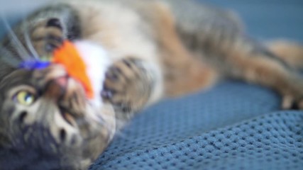 A cat with big eyes is played and fooled around on a blue plaid. The concept of home and comfort. Fat Abyssian male cat