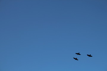 3 birds flying in formation in corner of blue sky