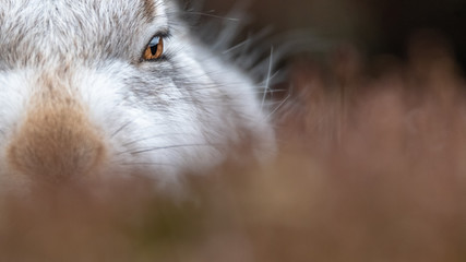 Schneehase close up