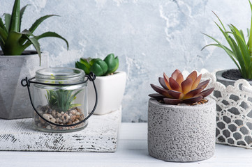 Succulents in vaious concrete and glass pots
