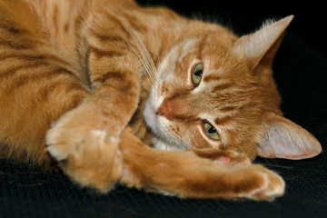 Naklejka na ściany i meble Close up portrait of ginger cat looking at camera on isolated black background