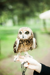 A brown hand-held owl sits on a hand in a park.