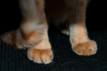 Close up ginger cat on isolated black background