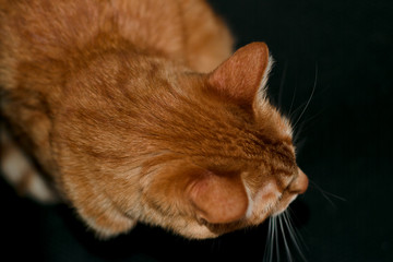 Close up ginger cat on isolated black background