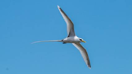 Oiseau - Masaï Mara Kenya