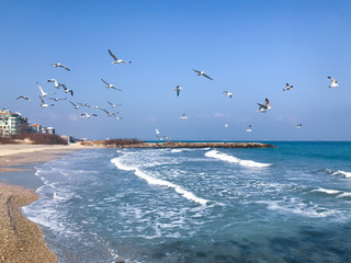 A Flock Of Seabirds Fly Over The Blue Sea.