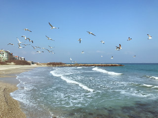 A Flock Of Seabirds Fly Over The Blue Sea.