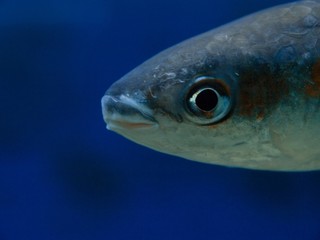 sea