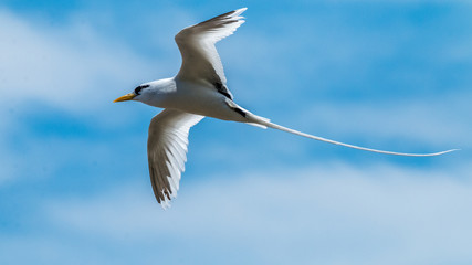 Obraz premium Oiseau - Masaï Mara Kenya