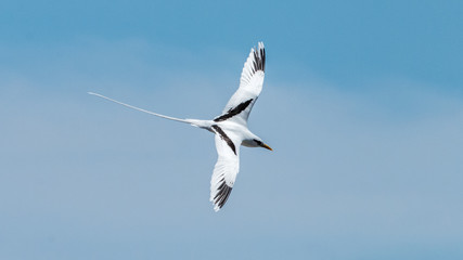 Oiseau - Masaï Mara Kenya