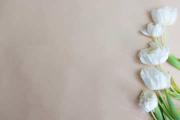 Five white tulips on a light background with copy space for text