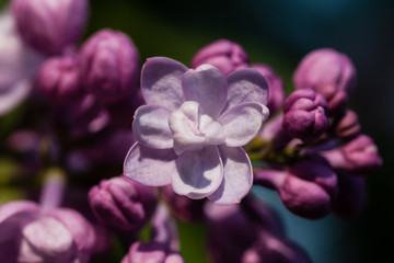 Spring blossoming violet lilac at park