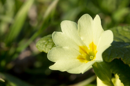 Primula vulgaris, the common primrose or English primrose, European flowering plant, family Primulaceae, first flowers to appear in spring growing from leaf rosette, pale yellow petals, actinomorphic 