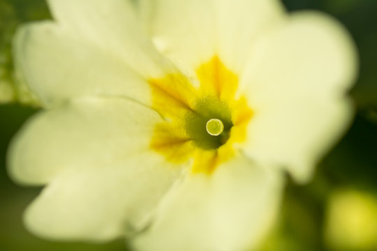Primula vulgaris, the common primrose or English primrose, European flowering plant, family Primulaceae, first flowers to appear in spring growing from leaf rosette, pale yellow petals, actinomorphic 