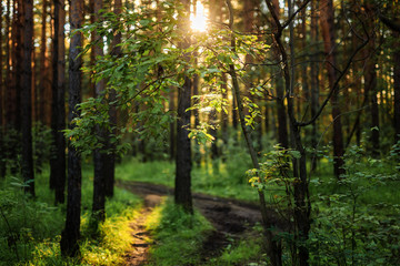 summer forest with green leaves, the sun shines through the leaves