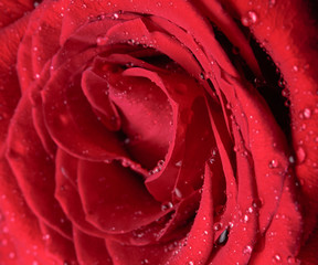 Petals of a blooming red rose with dew drops, close-up. Water droplets on the petals of a romantic flower. Selective focus
