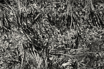 Carrots in monochrome image
