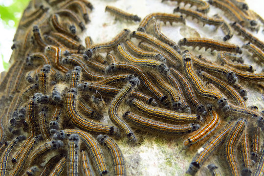 Lackey moth (Malacosoma neustria) caterpillar, a moth in the family Lasiocampidae, caterpillars are brightly coloured and form silken tents to regulate their temperature. Brown, blue, orange, white
