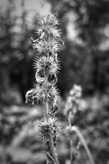 Prickly plant in a black-and-white image