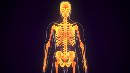 Human Skeleton anatomy  - 3d render