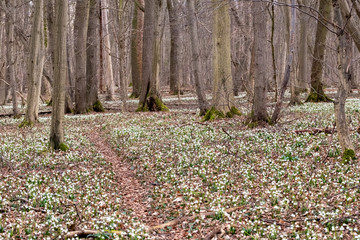 Leucojum vernum im Märzenbecher Wald Hain bei Großschwabhausen