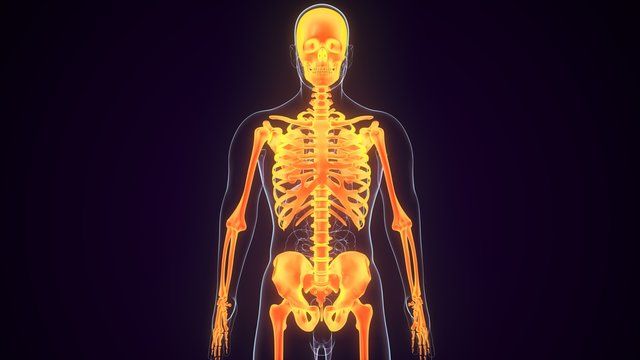Human Skeleton anatomy  - 3d render