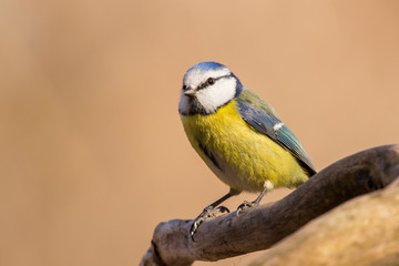 Obraz premium Blue tit (Cyanistes caeruleus) or Eurasian blue tit, small passerine bird in the tit family Paridae. Blue, yellow and white plumage small sized common garden bird.