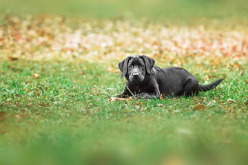 black labrador dog in autumn landscape