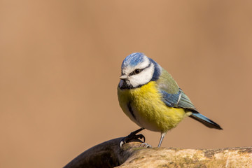 Obraz premium Blue tit (Cyanistes caeruleus) or Eurasian blue tit, small passerine bird in the tit family Paridae. Blue, yellow and white plumage small sized common garden bird.