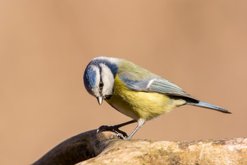 Blue tit (Cyanistes caeruleus) or Eurasian blue tit, small passerine bird in the tit family...