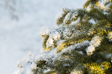 Winter snow on the branches of a Christmas tree. Snowy texture. background for design. Coniferous branches in the sun. Snowflakes.