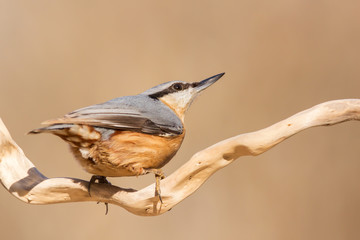 Nuthatch (Sitta europaea) Eurasian nuthatch bird perching on a branch, close up bird photo with blurry background, common wood and garden bird with orange breast and grey back