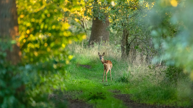 Reh in der Abendsonne