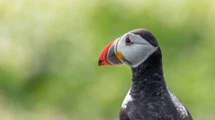 Papageitaucher © Andreas