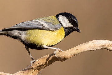 Fototapeta premium Great tit (Parus major) common garden bird close up, black yellow and white bird perching on the branch with blurry background