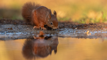 eichhörnchen Spiegelbild