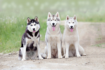 three dogs of the Siberian Husky breed sit on a dirt road in the background of a summer forest