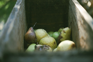 A bunch of pears in the fruit grinder machine, fruits in wooden fruit mill in garden, preparation for home making alcohol