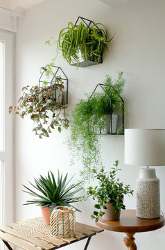 Nice Cozy Plants In A White Modest Interior
