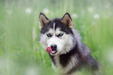 portrait of a dog breed Siberian Husky in the summer on a background of green grass