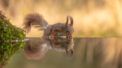 Eichhörnchen Spiegelbild