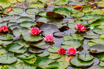 Pink water lilies (Nymphaea) in a lake