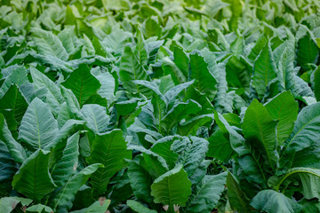 Tobacco field concept, tobacco planting garden agriculture farm in countryside, green leaf stem plantation in farmland, cigarette product from tobacco is unhealthy for people